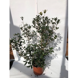 OSMANTHUS ETEROPHYLLUS