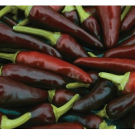 BLUMEN PEPERONCINO AZTECO