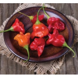 BLUMEN PEPERONCINO BISHOP CROWN