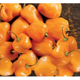 BLUMEN PEPERONCINO HABANERO ARANCIO