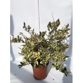 LIGUSTRO TEXANO VARIEGATO