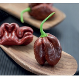 BLUMEN PEPERONCINO HABANERO CHOCOLATE