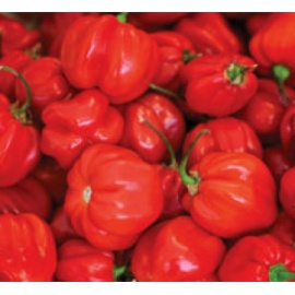 BLUMEN PEPERONCINO HABANERO ROSSO