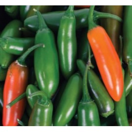 BLUMEN PEPERONCINO JALAPENO