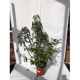 PRUNUS LUSITANICA