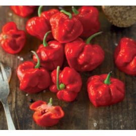 BLUMEN PEPERONCINO JAMAICAN ROSSO