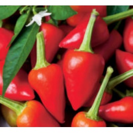 BLUMEN PEPERONCINO MECHICO