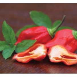 BLUMEN PEPERONCINO NAGA MORICH