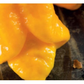 BLUMEN PEPERONCINO TRINIDAD SCORPION GIALLO