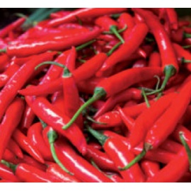 BLUMEN PEPERONCINO YUCATAN