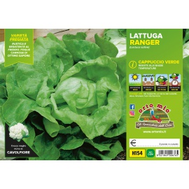 LATTUGA CAPPUCCIO RANGER H154