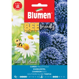 BLUMEN CARDO PALLOTTOLA