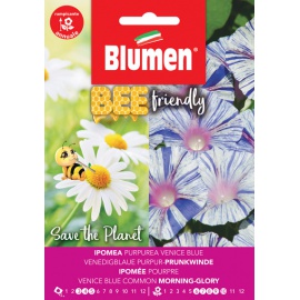 BLUMEN IPOMEA PURPUREA BLUE