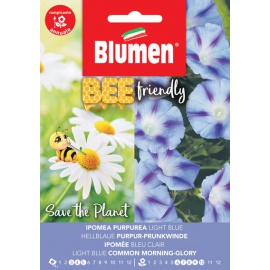 BLUMEN IPOMEA PURPUREA LIGHT BLUE