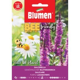 BLUMEN SALCERELLA