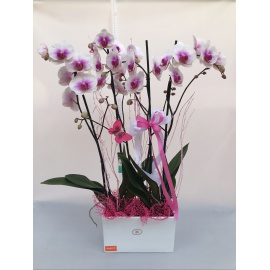 COMPOSIZIONE ORCHIDEE PHALAENOPSIS CON CASSETTA IN CERAMICA 