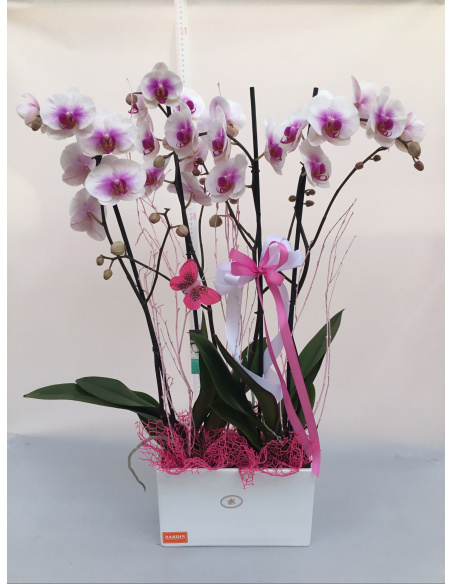 COMPOSIZIONE ORCHIDEE PHALAENOPSIS CON CASSETTA IN CERAMICA 