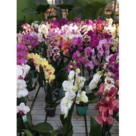 COMPOSIZIONE ORCHIDEE PHALAENOPSIS CON CASSETTA IN CERAMICA  2