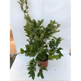 LIGUSTRO TEXANO VERDE