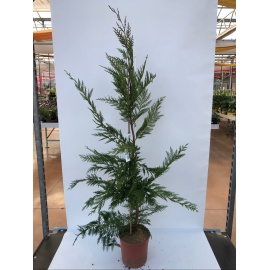 CUPRESSOCYPARIS LEYLANDII