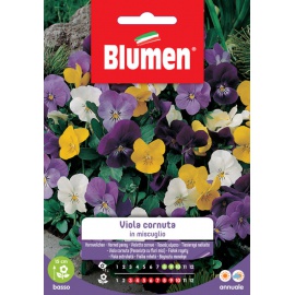 BLUMEN VIOLA CORNUTA IN MISCUGLIO