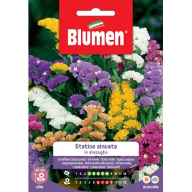 BLUMEN STATICE SINUATA IN MISCUGLIO