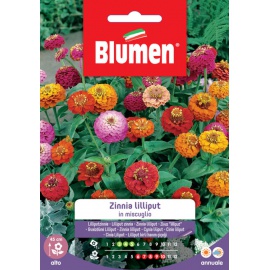 BLUMEN ZINNIA LILLIPUT IN MISCUGLIO