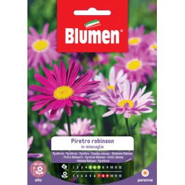 BLUMEN PIRETRO ROBINSON IN MISCUGLIO