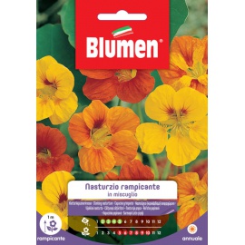 BLUMEN NASTURZIO RAMPICANTE IN MISCUGLIO