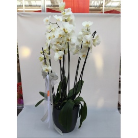 COMPOSIZIONE ORCHIDEE PHALAENOPSIS BIANCHI CON CASPO’ ANTRACITE 