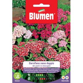 BLUMEN GAROFANO NANO DOPPIO IN MISCUGLIO