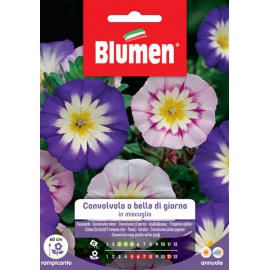 BLUMEN CONVOLVOLO O BELLA DI GIORNO IN MISCUGLIO