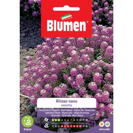 BLUMEN ALISSO NANO VIOLETTO