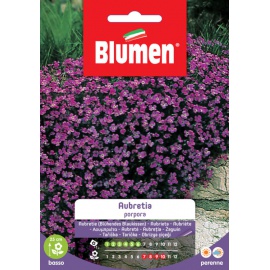 BLUMEN AUBRETIA PORPORA