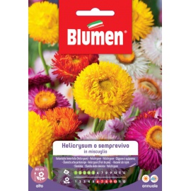 BLUMEN HELICRYSUM O SEMPREVIVO IN MISCUGLIO