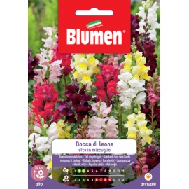 BLUMEN BOCCA DI LEONE ALTA IN MISCUGLIO