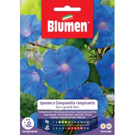 BLUMEN IPOMEA O CAMPANELLA RAMPICANTE BLU