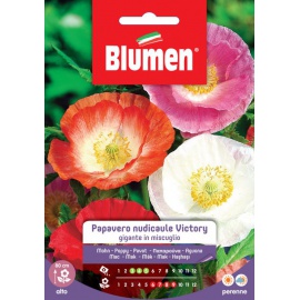 BLUMEN PAPAVERO NUDICAULE VICTORY GIGANTE IN MISCUGLIO