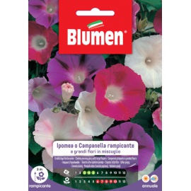 BLUMEN IPOMEA O CAMPANELLA RAMPICANTE A GRANDI FIORI IN MISCUGLIO