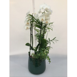 COMPOSIZIONE ORCHIDEA PHALAENOPSIS BIANCA CON CASPO’ IN CERAMICA