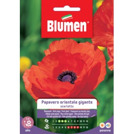 BLUMEN PAPAVERO ORIENTALE GIGANTE SCARLATTO