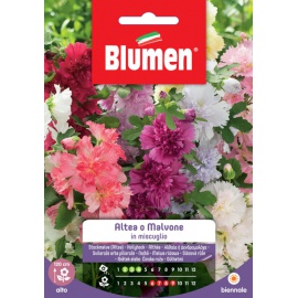 BLUMEN ALTEA O MALVONE IN MISCUGLIO