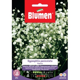 BLUMEN GYPSOPHILA PANICULATA BIANCA