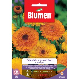 BLUMEN CALENDULA A GRANDI FIORI IN MISCUGLIO