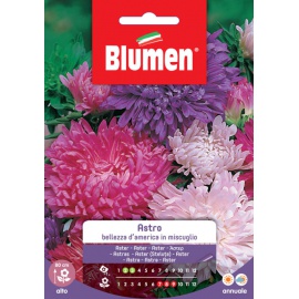 BLUMEN ASTRO BELLEZZA D'AMERICA IN MISCUGLIO