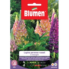 BLUMEN ASTRO LUPINO PERENNE IN MISCUGLIO