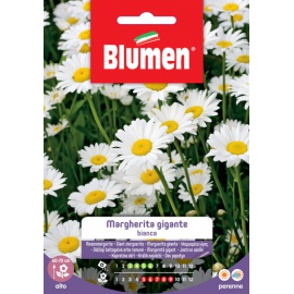 BLUMEN MARGHERITA GIGANTE BIANCA