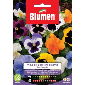 BLUMEN VIOLA DEL PENSIERO GIGANTE IN MISCUGLIO