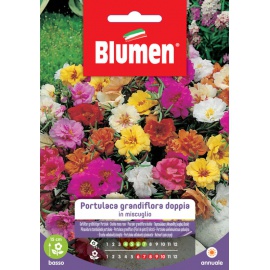 BLUMEN PORTULACA GRANDIFLORA DOPPIA IN MISCUGLIO