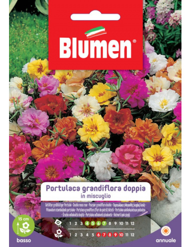 BLUMEN PORTULACA GRANDIFLORA DOPPIA IN MISCUGLIO